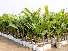 Coconut seedlings